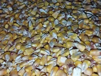 Продаю КУКУРУЗУ . Сухая влага 10% . есть 100 тонн. 20 сом окончательно — รูปภาพ 2