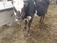 Byk, Simmental cattle — zdjęcie 3