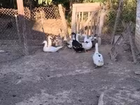 Chickens — photo 6