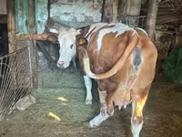 İnək, Simmental cattle — foto 1