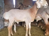 Vædder, Arashan sheep — foto 1