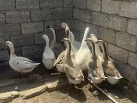 ሊንዳ — ፎቶ 4