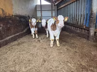 Bull, Simmental cattle — photo 3