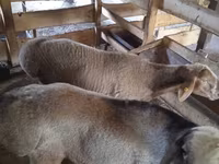 Vædder, Rhon sheep — foto 1