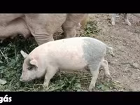 Prasata (šarže, pohlaví neuvedeno), Prasata — foto 1