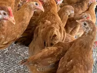 Chickens — 3 зураг