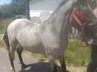Hingst, Heste — foto 2