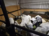 วัวตัวผู้, Russian Black pied cattle — รูปภาพ 2