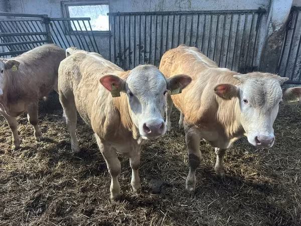 โคเนื้อ (เป็นล็อต, ไม่ระบุเพศ), Charolais cattle