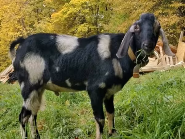 Billy Goat, Nubian Goat — Russia
