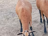 میش, Cameroon sheep — عکس 5