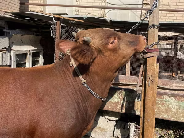 ወንድ በሬ, Cattle