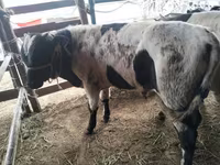 황소, Swiss cattle — 사진 3