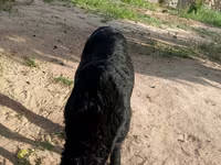 Vædder, Får — foto 3