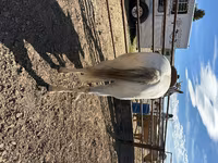 Kuda betina, Quarter Horse — foto 3