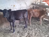 Կով, Խոշոր եղջերավոր — լուսանկար 2