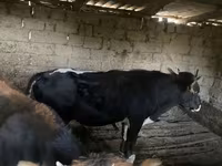 Bulle, Russian Black pied cattle — Foto 1