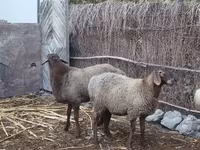 بھیڑ, بھیڑیں — تصویر 5