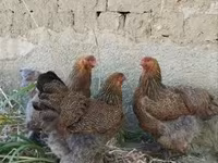 Brahma — foto 2