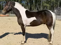 Айғыр, American paint horse — 2-сурет