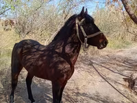 اسب نر, Karabair horse — عکس 1
