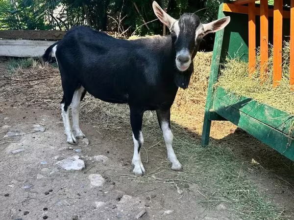 แพะตัวผู้, Alpine goat