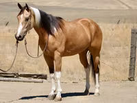 Kuda betina, Quarter Horse — foto 3