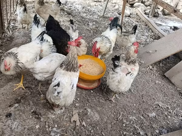 Chickens — Kyrgyzstan