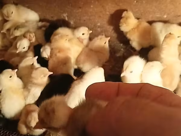 Chickens