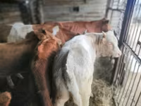 Αγελάδα, Simmental cattle — φωτογραφία 6