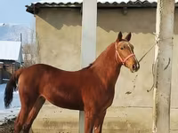 ม้าตัวผู้, Karabair horse — รูปภาพ 1