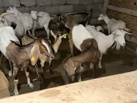 Capra, Saanen goat — foto 3