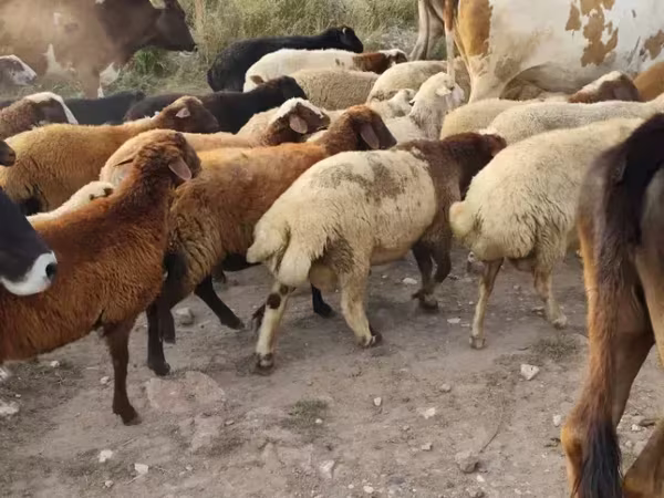Qoç, Qoyunlar