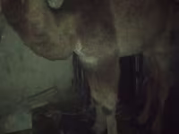 شتر نر, Kazakh Bactrian camel — عکس 3