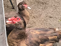 Ducks — عکس 3