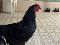 Australian Pit Game fowl — photo 2