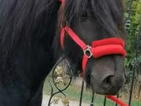 گھوڑا, Fell pony — تصویر 1