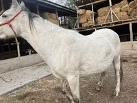 Klisna, Tersk horse — foto 3