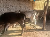 암소, Russian Black pied cattle — 사진 4