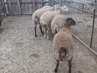 قوچ, گوسفند — عکس 6