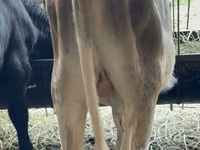 Dibi, Alatau breed — sawirka 2