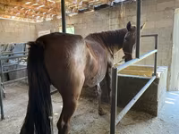 Jument, Kyrgyz Horse — photo 2