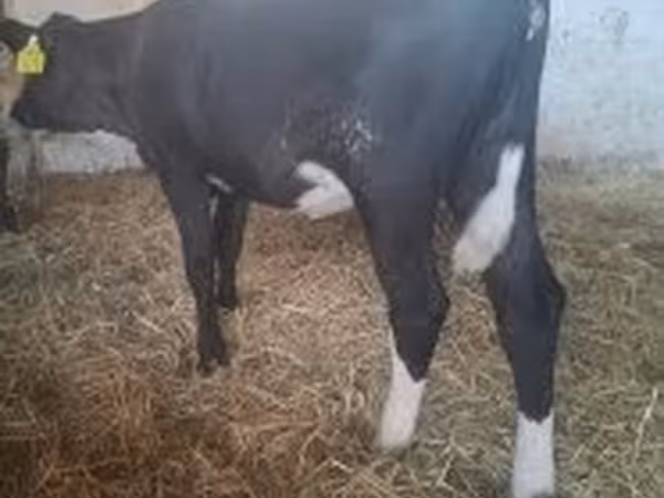 Ko, Holstein-race