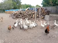 Geese — foto 4