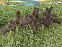 Turkeys — foto 2