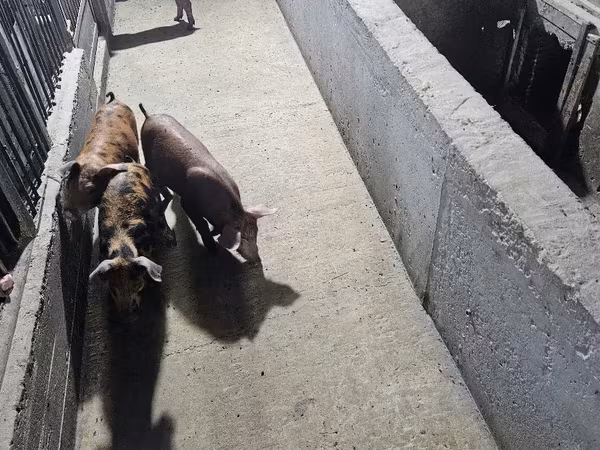 Doofaar lab, Pigs