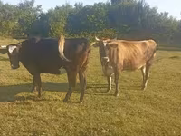 Krowa, Simmental cattle — zdjęcie 4