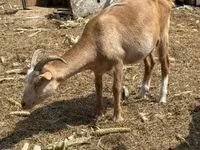 Bak, Kecskék — 1. fotó