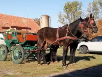 Klisna, Koně — foto 1