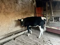 Krowa, Russian Black pied cattle — zdjęcie 1